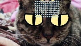 新手训猫小爆料视频大全,揭秘视频大全中的实用技巧与经验分享 第2张 新手训猫小爆料视频大全,揭秘视频大全中的实用技巧与经验分享 第2张